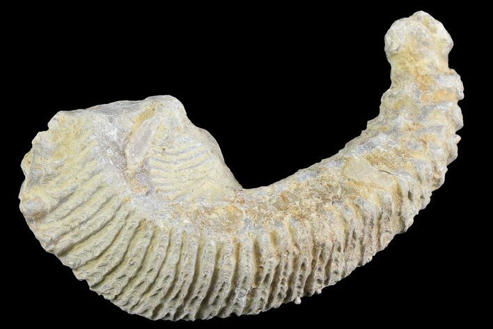 Cretaceous Fossil Oyster (Rastellum) - Madagascar #177642